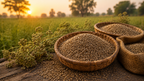 Jeera (Cumin Seeds)